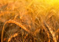 cornfield