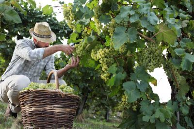 grape harvest