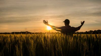 wheat field for harvest